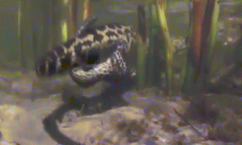 Ảnh động trăn Anaconda, "quái vật" Nam Mỹ đẻ con đầy kịch tính
